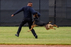 CASS-GS-Dog-Demo